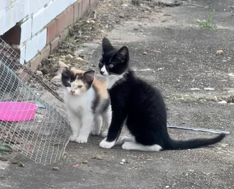 Ripley Community Rallies to Find Home for Stray Mother Cat and Kittens